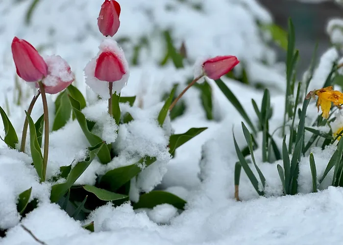 Berghaus Wanderlust Appartement Mallnitz