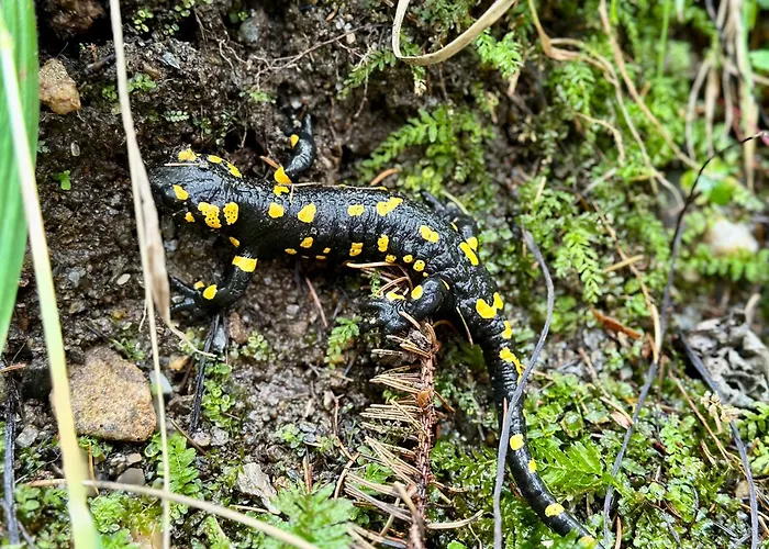 Berghaus Wanderlust * Mallnitz